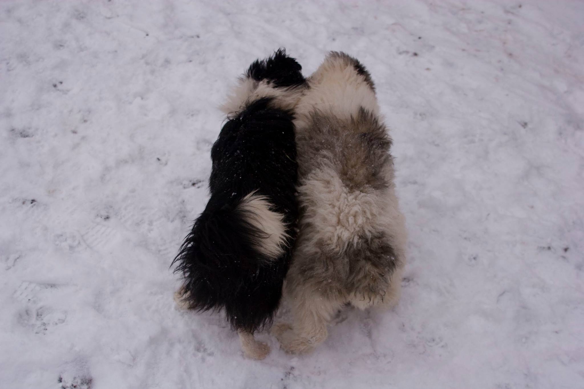 Две собаки стоят бок о бок на снегу