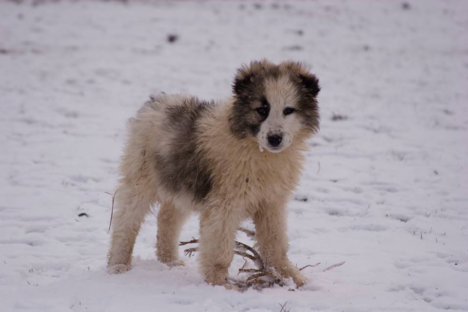 Собака щенок стоит на снегу