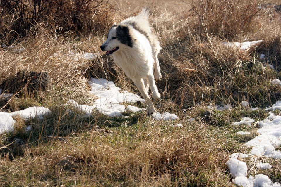 Собака бежит через поле