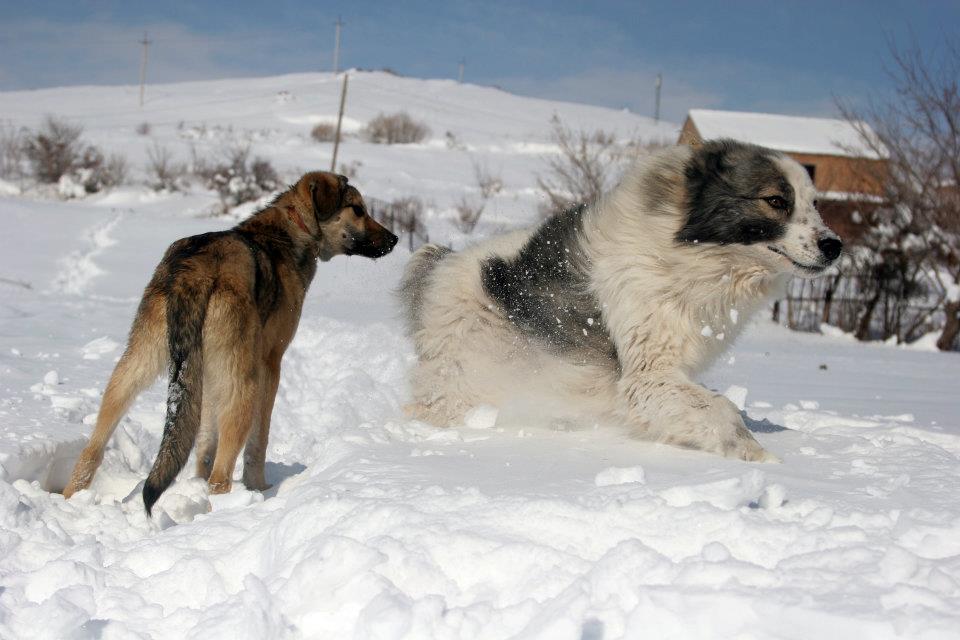 Две собаки в глубоком снеге