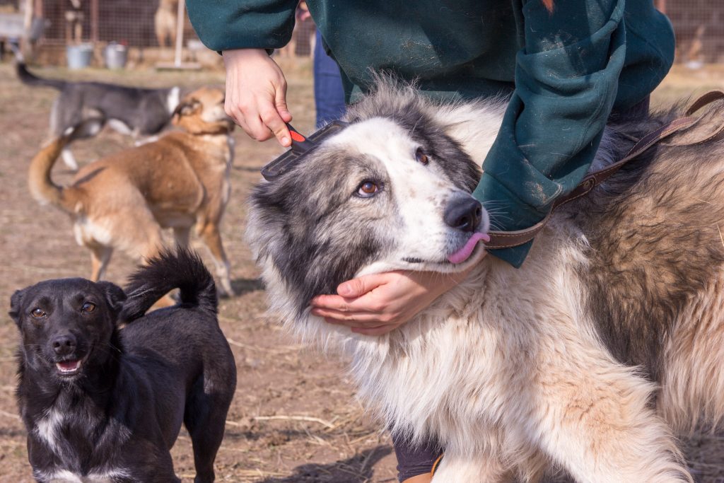Волонтёр расчёсывает собаку в приюте