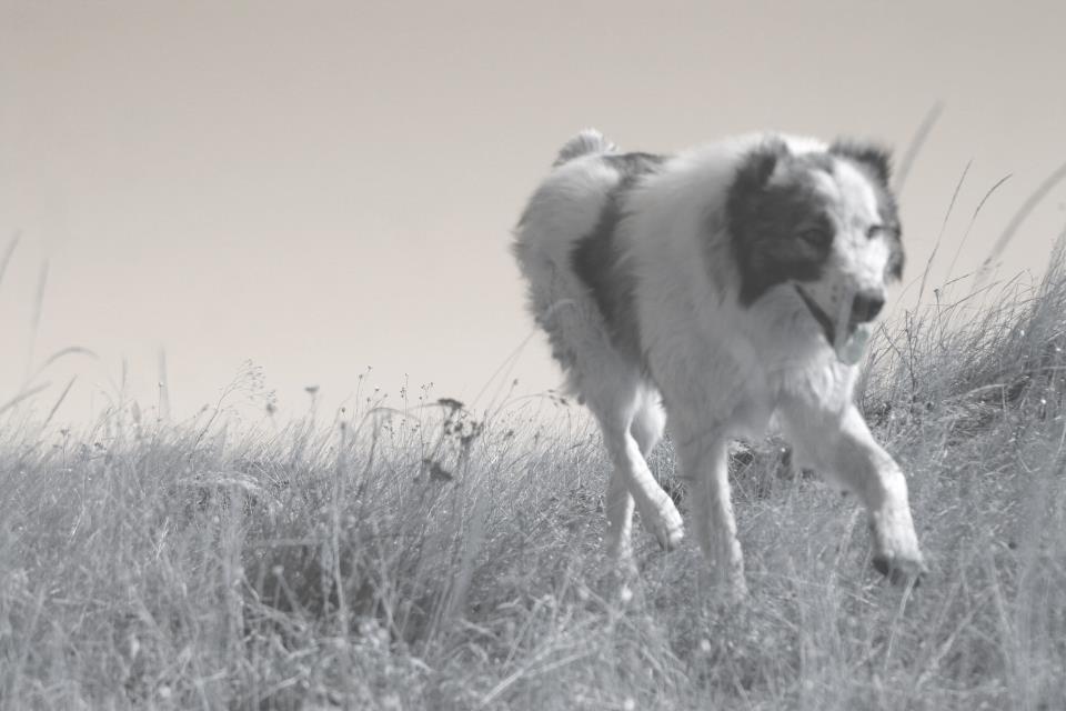 Bim running in a field