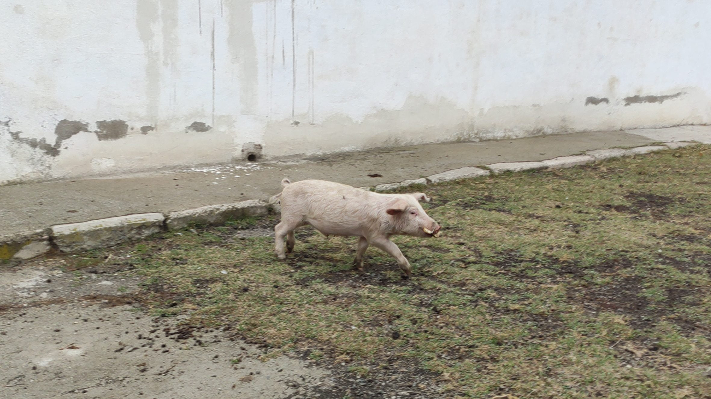 Свинья в Ховташене