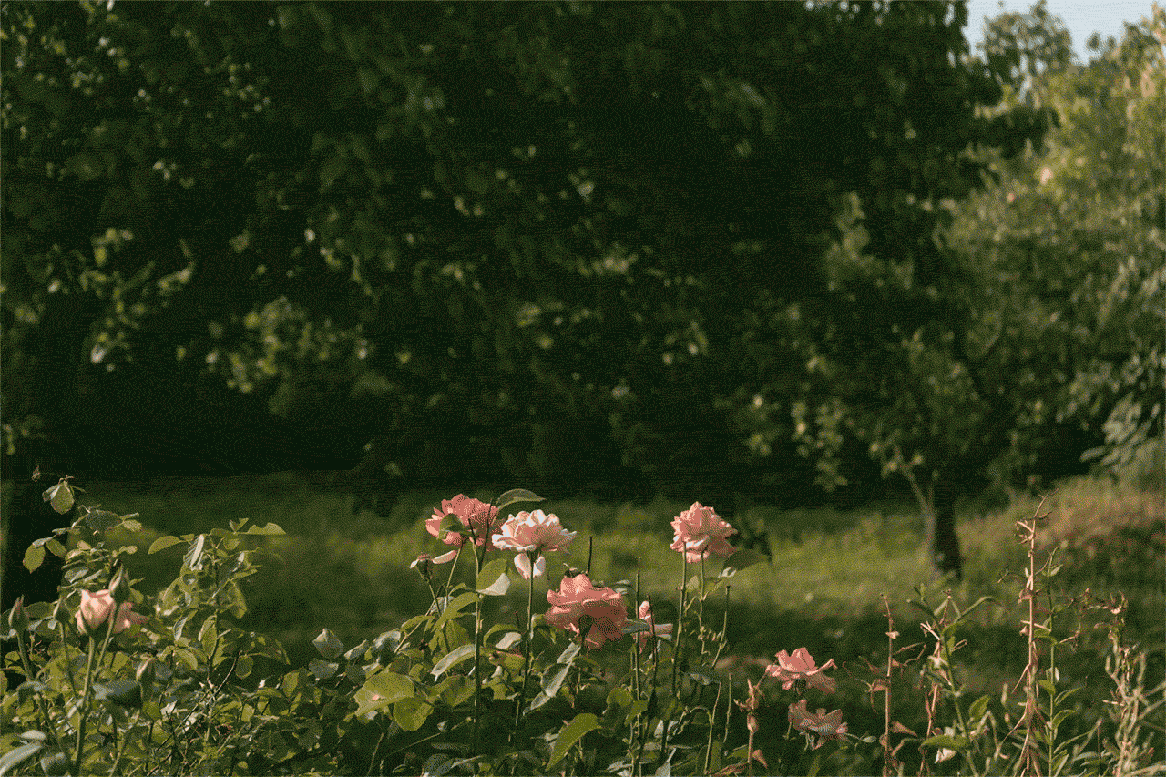 Двор с розами